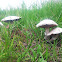 Mushroom Passion
