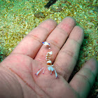 Magnificent Anemone Shrimp