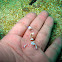 Magnificent Anemone Shrimp