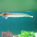 Trumpetfish