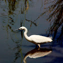Little Egret