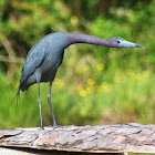 Little Blue Heron