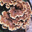Bracket Fungus