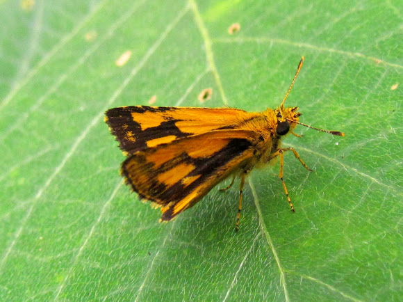 Spotting Image 1
