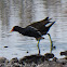 Moorhen; Pollo de Agua