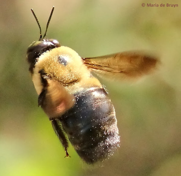Common Eastern carpenter bee, male Project Noah