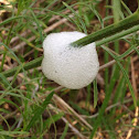 Spittlebug or Froghopper (larva)