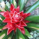 Red Bromeliad