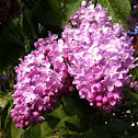 Lilac (Španski bezek)