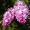 Lilac (Španski bezek)