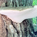 artist's fungus