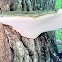 artist's fungus