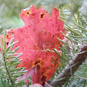 Red Maple