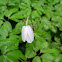 Anémona del bosque. Wood anemone