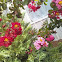 Crepe Myrtle