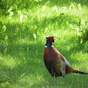 Pheasant