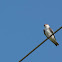 Tree Swallow