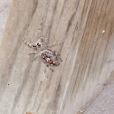 Jumping Spider