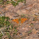 Comma (butterfly) 