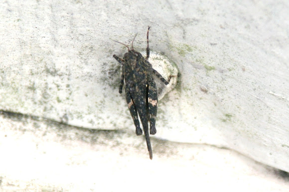 Spotting Image 1