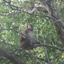 Japanese Macaque