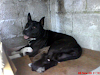 Hermosos Cachorros Pit Bull