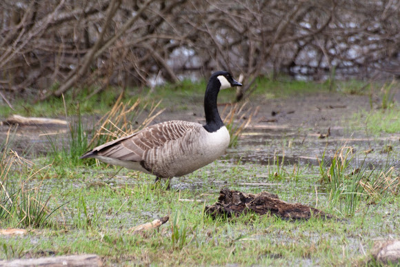 Spotting Image 1