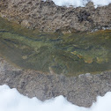 Extremophile