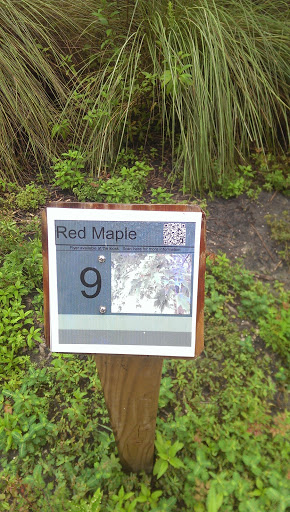 Red Maple Tree Placard