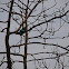 Woodland kingfisher