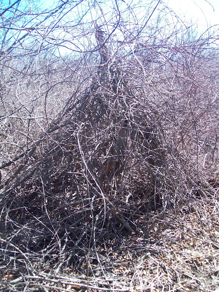 Spotting Image 1