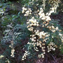  Wattle