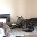 Tabby