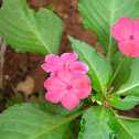 Impatiens