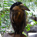 Boat Billed Heron