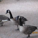 Canada Goose