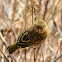Weaver