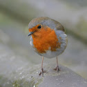European Robin