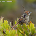 Cape Grassbird