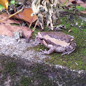 Painted Frog