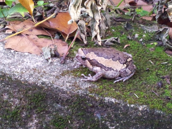 Spotting Image 1
