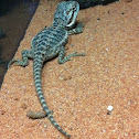 Central bearded dragon
