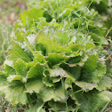 lettuce