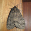 Moth