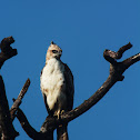 Crested Hawk-Eagle