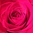 Red rose