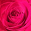Red rose