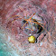 yellowline arrow crab