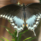 Spicebush Swallowtail