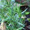 Rosemary